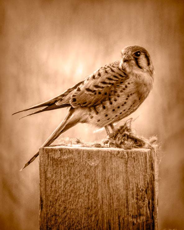 an American Kestrel on a fence post, guarding the remains of the mouse it had for breakfast. the photo is monochromatic with a copper tint matching one of the natural colors of the bird.