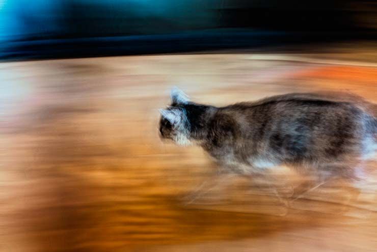 a blurry cat runs across a streaked background