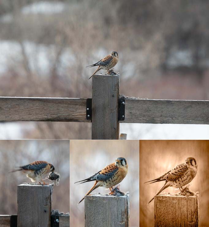 a collage of 4 photos: the original uncropped color photo of the kestrel showing the fence and background trees, a cropped blurry color photo of the kestrel holding its mouse prey, the final cropped photo in color, and the final copper-toned photo