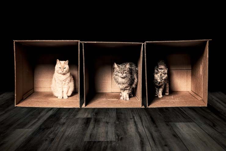 three boxes, each containing a cat looking annoyed toward the camera